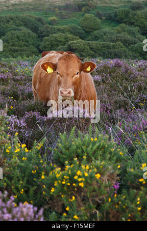 Veau rouge Devon sur la plage libre de collines de Quantock, Somerset. Banque D'Images