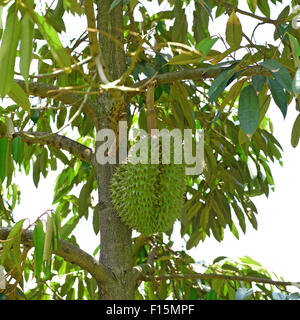 Jeune durian durian sur tree Banque D'Images