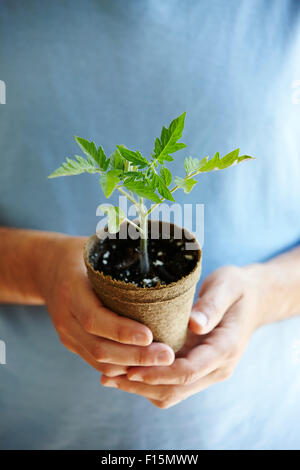 Close-up of Man's Hands Holding un semis de tomates en pot compostables Banque D'Images