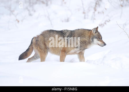 Close-up d'un loup gris (Canis lupus) en hiver, forêt de Bavière, Bavière, Allemagne Banque D'Images
