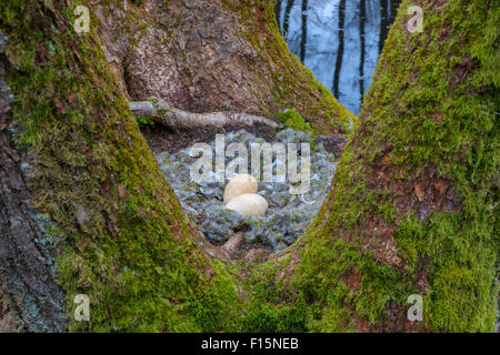 Close-up of Bird-Nest avec des oeufs de oie cendrée (Anser anser) sur les troncs d'arbre couvert de mousse de balck alders, Hesse, Allemagne Banque D'Images