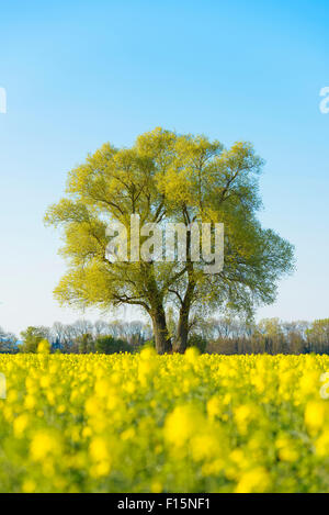 Arbre et champ de canola en fleurs au début du printemps, la Réserve Naturelle Kuehkopf-Knoblochsaue, Hesse, Allemagne Banque D'Images