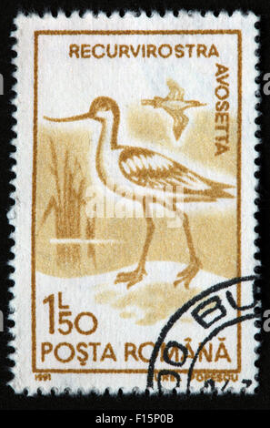 1991 Posta Romana 1l50 Recurvirostra avosetta Aigrette oiseau Aurel Popescu brown Stamp Banque D'Images