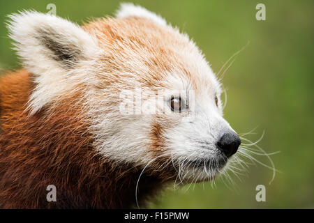 3/4 Portrait d'un panda rouge sur fond vert Banque D'Images