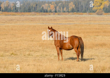 Horse standing in field, Parc National de Grand Teton, automne, Parc National de Grand Teton, Wyoming, USA Banque D'Images