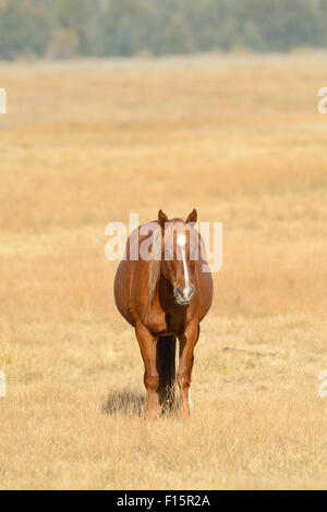 Portrait de horse standing in field, Parc National de Grand Teton, automne, Wyoming, USA Banque D'Images