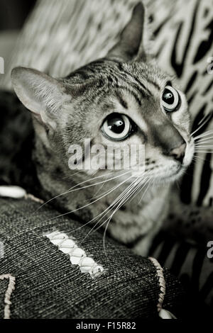 Close up portrait of Spotted Savannah jusqu'à à partir de coussins sur canapé Banque D'Images