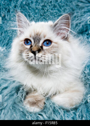 Portrait de chaton blanc moelleux avec des yeux bleus perçants sur de longs cheveux turquoise background Banque D'Images