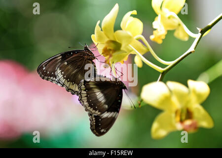Deux papillons l'accouplement sur la fleur avec natural background Banque D'Images