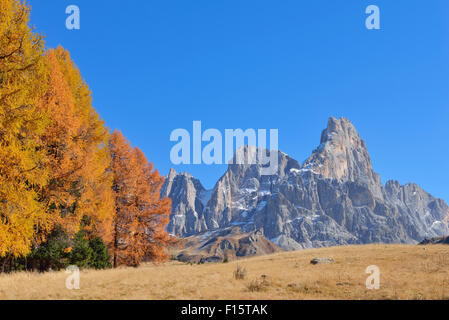 Mélèzes européens et Cimon della Pala, Automne, Passo Rolle, Parco Naturale Paneveggio Pale di San Martino, Dolomites, Italie Banque D'Images