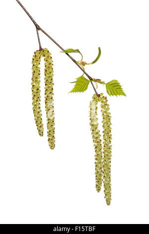 Bouleau (Betula) arbre avec des feuilles des rameaux et les chatons mâles et femelles on White Background, Studio Shot Banque D'Images