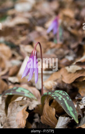 L'Erythronium dens canis, Dent de chien, violet violet Dogtooth Banque D'Images