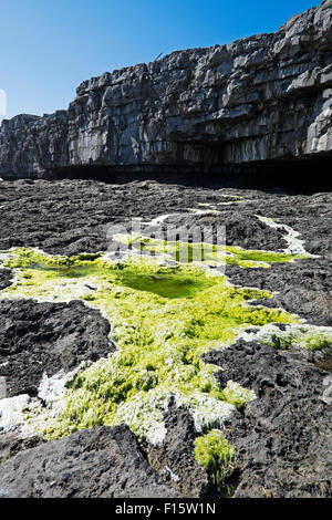 Falaises côtières avec de la Mousse poussant sur des berges rocheuses, les îles d'Aran, République d'Irlande Banque D'Images