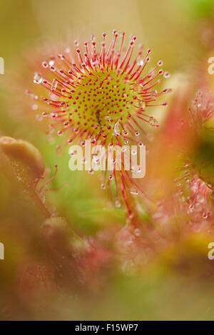 Close-up of a round-leaved Sundew (Drosera rotundifolia) plante au début de l'été, Haut-Palatinat, en Bavière, Allemagne Banque D'Images