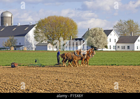 Une équipe de chevaux tirer une herse à dents de printemps et du sol sur un rouleau de Amish farm dans le comté de Lancaster, Pennsylvanie. Banque D'Images