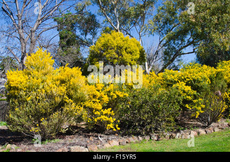 Wattle, emblème floral national de l'Australie représentent aussi les couleurs nationales de vert et l'or. Banque D'Images