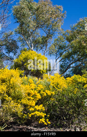 Wattle, emblème floral national de l'Australie représentent aussi les couleurs nationales de vert et l'or. Banque D'Images