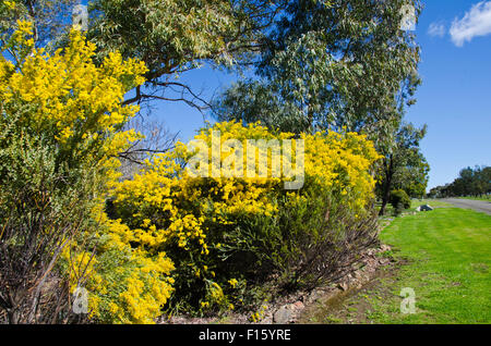 Wattle, emblème floral national de l'Australie représentent aussi les couleurs nationales de vert et l'or. Banque D'Images