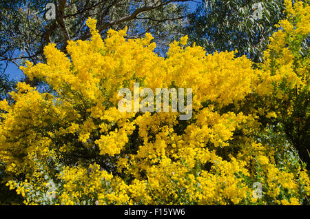 Wattle, emblème floral national de l'Australie représentent aussi les couleurs nationales de vert et l'or. Banque D'Images