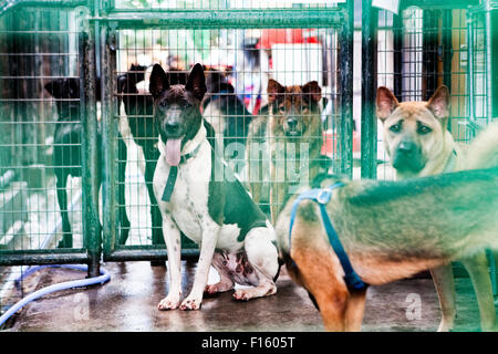 Divers Les chiens de race mixte où se mêlent sur un abri en cage de sauvetage Banque D'Images