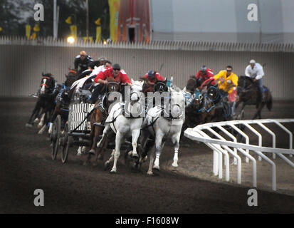 Le Stampede de Calgary 2015 Course de charrettes Banque D'Images