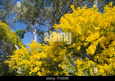 Wattle, emblème floral national de l'Australie représentent aussi les couleurs nationales de vert et l'or. Banque D'Images