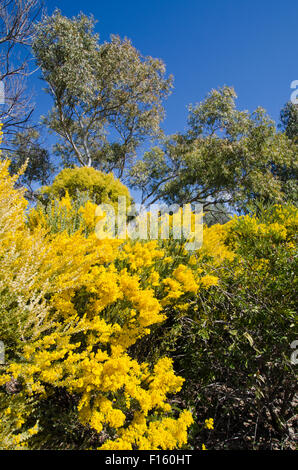 Wattle, emblème floral national de l'Australie représentent aussi les couleurs nationales de vert et l'or. Banque D'Images