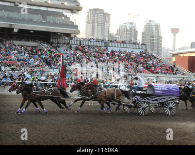 Le Stampede de Calgary 2015 Course de charrettes Banque D'Images