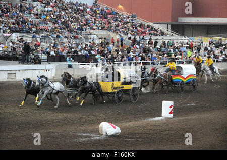 Le Stampede de Calgary 2015 Course de charrettes Banque D'Images