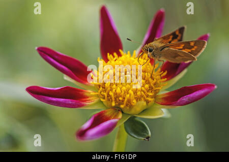 Skipper papillon sur une seule rose pétales dahlia. Banque D'Images