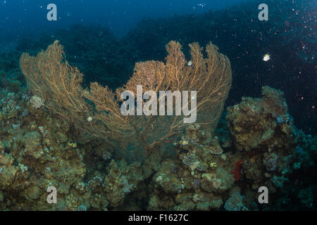 Coral reef Banque D'Images