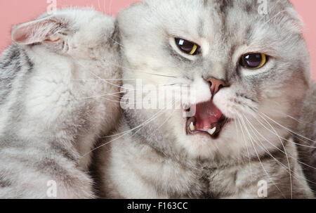 Chat gris deux jouer et de câlins ou de lutte, sur fond rose, portrait horizontal Banque D'Images