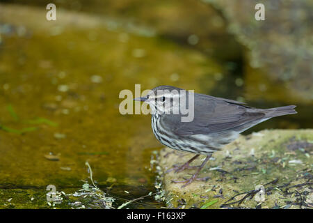 Paruline des ruisseaux - Parkesia noveboracensis par l'eau de la côte du golfe du Texas, USA BI027786 Banque D'Images