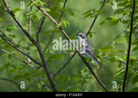 La Paruline à croupion jaune - Setophaga coronata mâle sur la migration de la côte du golfe du Texas, USA BI027853 Banque D'Images