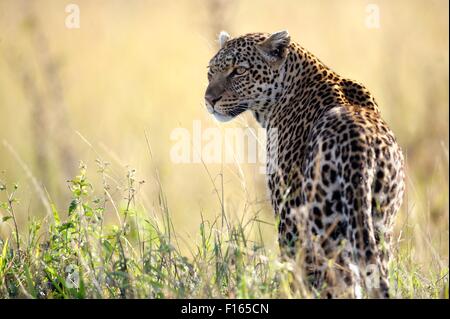 Leopard (Panthera pardus) dans la chaude soirée de lumière, Maasai Mara National Reserve, Kenya, comté de Narok Banque D'Images