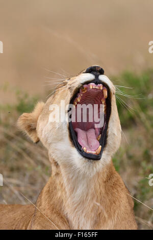 Lioness (Panthera leo), Maasai Mara National Reserve, Kenya, comté de Narok Banque D'Images