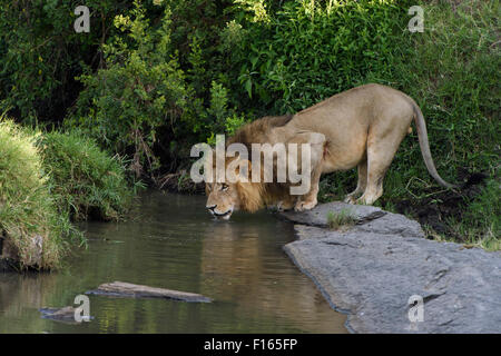 Male lion (Panthera leo), boire, Maasai Mara National Reserve, Kenya, comté de Narok Banque D'Images