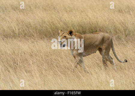 Lioness (Panthera leo) roaming à travers les hautes herbes, Maasai Mara National Reserve, Kenya, comté de Narok Banque D'Images