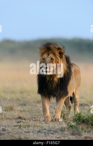 Male lion (Panthera leo) avec une crinière sombre, la crinière d'un lion noir, Maasai Mara National Reserve, Kenya, comté de Narok Banque D'Images