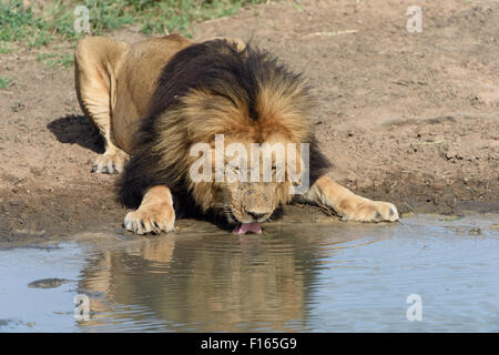 Male lion (Panthera leo) avec une crinière sombre, boire, Maasai Mara National Reserve, Kenya, comté de Narok Banque D'Images