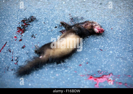 Ferret roadkill.enregistrer, la belette, l'hermine (Mustela erminea), également connu sous le nom de la belette à queue courte, est une espèce de mustélidés nat Banque D'Images