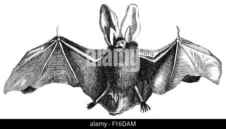 Illustration gravée intitulée "Grand Long eared Bat B' extrait de 'british' Zoologie par Thomas Pennant (1726-1798), "nouvelles" 5ème édition Banque D'Images