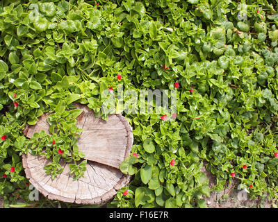 Vue de dessus d'une souche d'arbre libre sur un lit avec des feuilles vertes et petites fleurs rouges rondes Banque D'Images