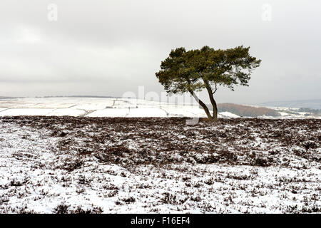 L'arbre isolé sur Egton Moor Banque D'Images