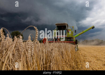 Hamm, Allemagne, la récolte des grains juste avant une tempête Banque D'Images