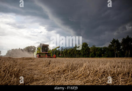 Hamm, Allemagne, la récolte des grains juste avant une tempête Banque D'Images