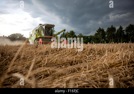 Hamm, Allemagne, la récolte des grains juste avant une tempête Banque D'Images