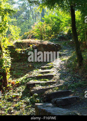 De grandes marches en pierre entourée d'arbres sur le chemin dans le parc avec rétroéclairage Banque D'Images