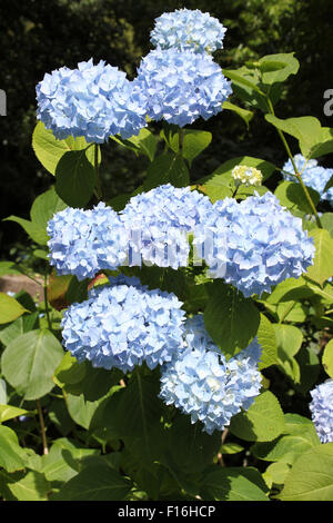 Hydrangea macrophylla 'Blue Wave' alias Mariesii Perfecta' Banque D'Images