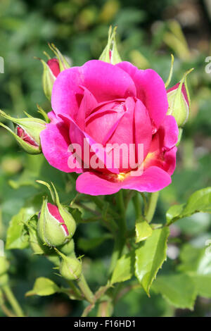 Rosa 'Princess Ann' Banque D'Images